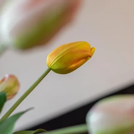 Itsasaurre - Baskeyrentals Διαμέρισμα