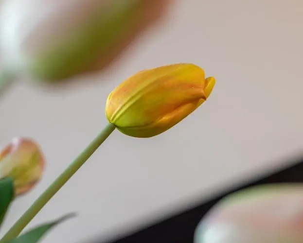 Itsasaurre - Baskeyrentals شقة